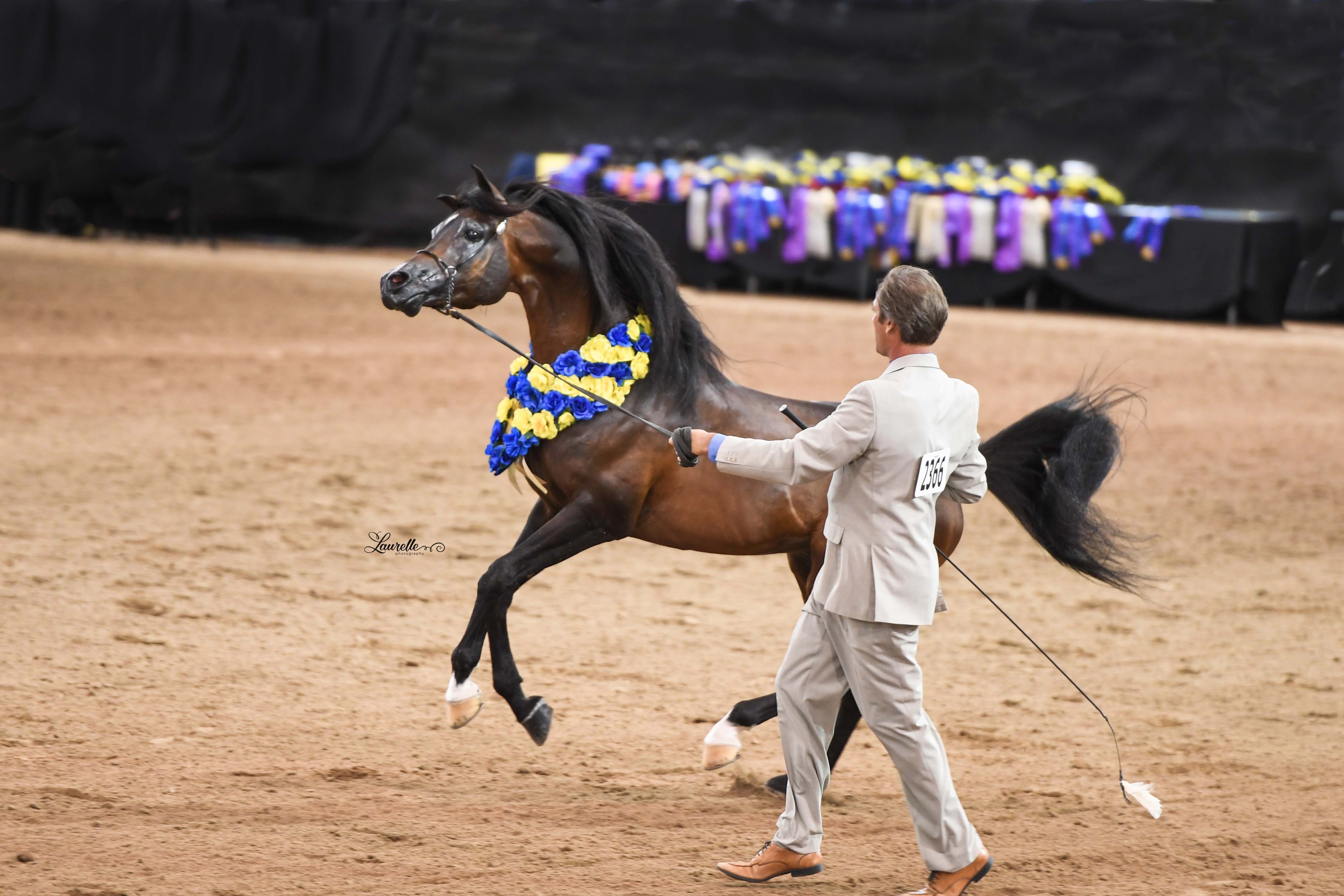 National Gold Champion Stallion