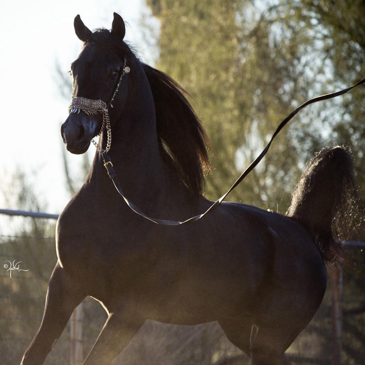 MAJESTIC IN BLACK